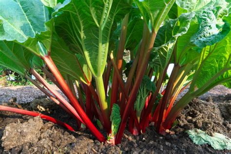 rhubarb fertilizer.